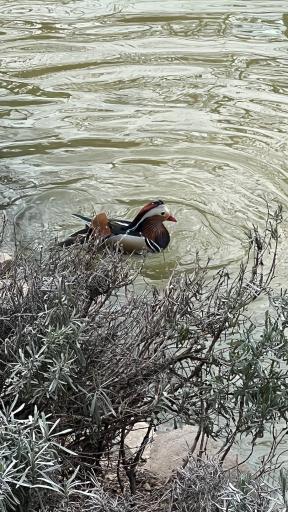 عکس فاز 2 باغ پرندگان تهران