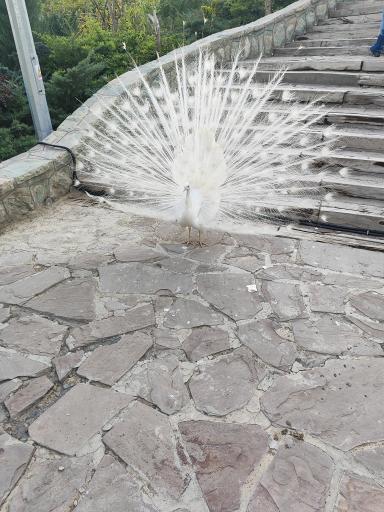 عکس فاز 2 باغ پرندگان تهران