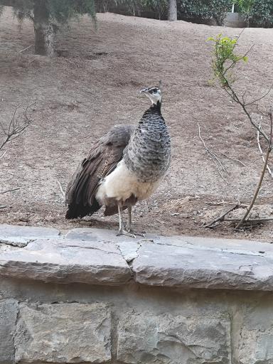 عکس فاز 2 باغ پرندگان تهران