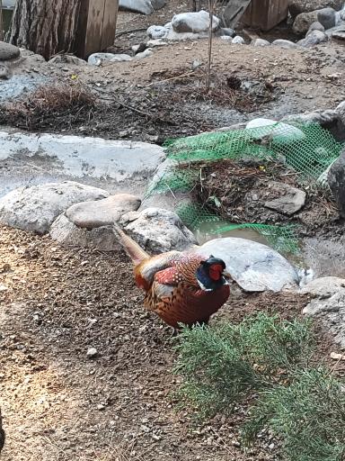 عکس فاز 2 باغ پرندگان تهران