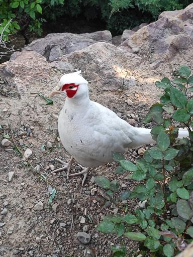 عکس فاز 2 باغ پرندگان تهران