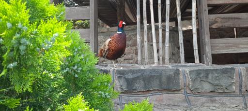 عکس فاز 2 باغ پرندگان تهران