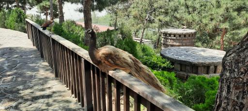 عکس فاز 2 باغ پرندگان تهران