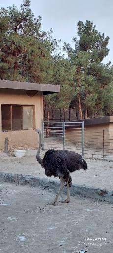 فاز 2 باغ پرندگان تهران