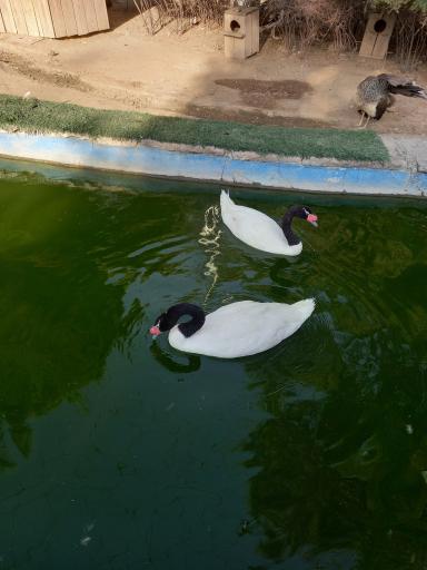 عکس فاز 2 باغ پرندگان تهران