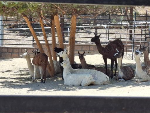 عکس فاز 2 باغ پرندگان تهران