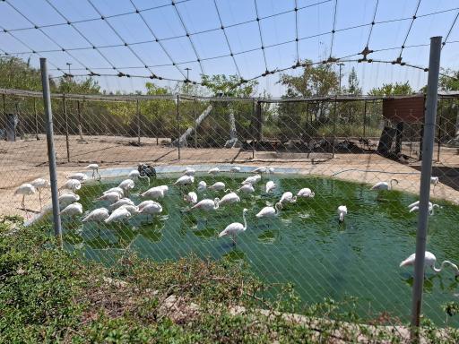 عکس فاز 2 باغ پرندگان تهران