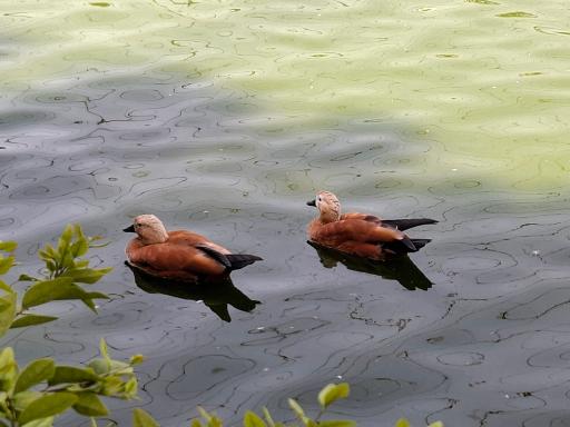 عکس فاز 2 باغ پرندگان تهران
