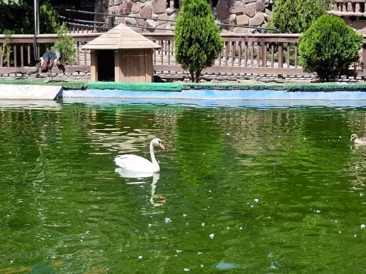 عکس فاز 2 باغ پرندگان تهران