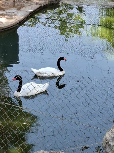 عکس فاز 2 باغ پرندگان تهران