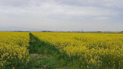 عکس کوهین