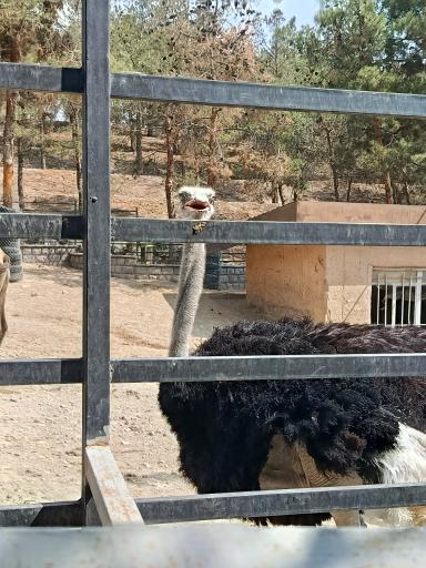 عکس فاز 2 باغ پرندگان تهران