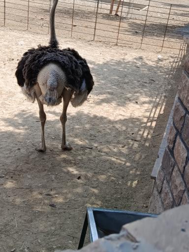عکس فاز 2 باغ پرندگان تهران
