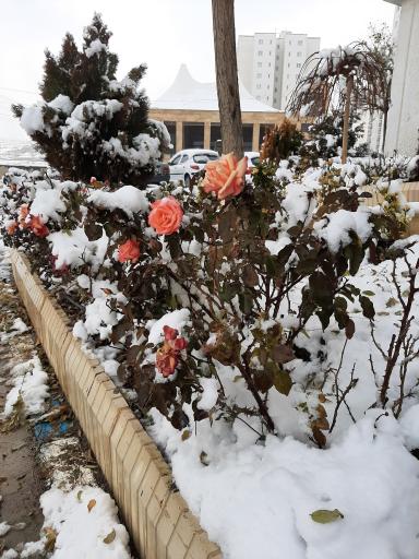 عکس برج جام جم