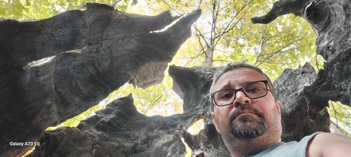 عکس چنار ۱۰۰۰ ساله برفدان