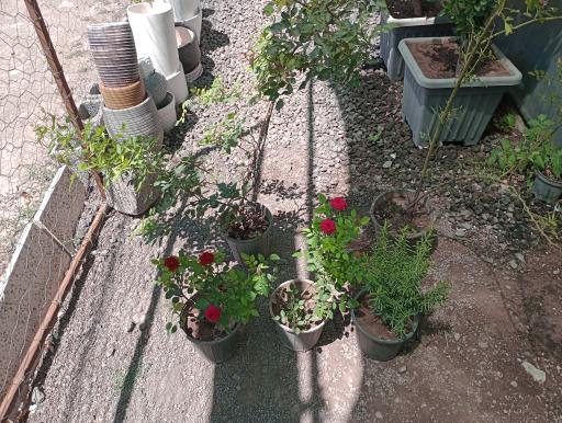 گلخانه