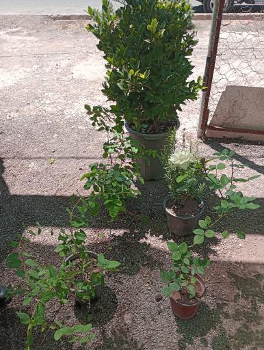 عکس گلخانه