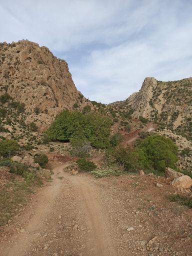 عکس چنار ۱۰۰۰ ساله برفدان