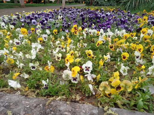 عکس پارک آزادگان