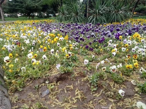 عکس پارک آزادگان