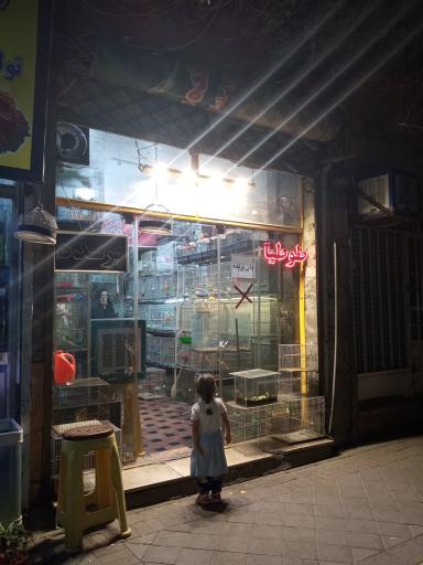 عکس پرنده طوطیا