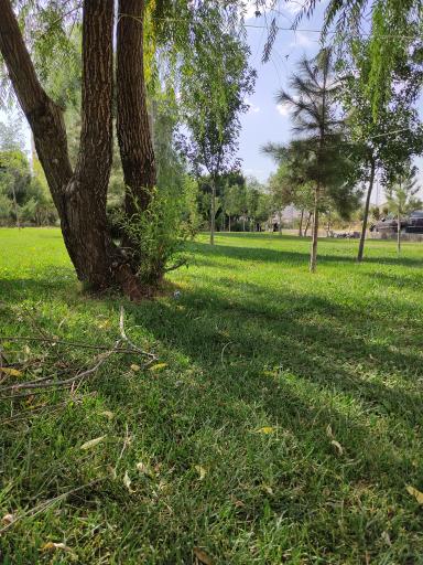 عکس بوستان گردو