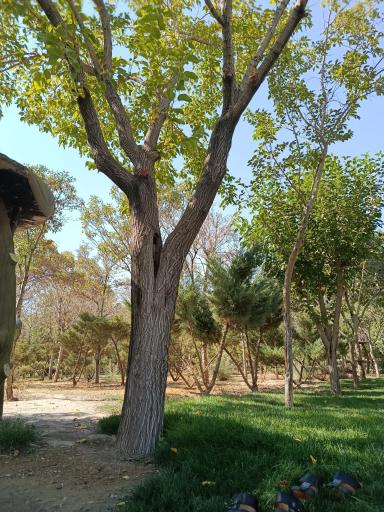 عکس بوستان گردو