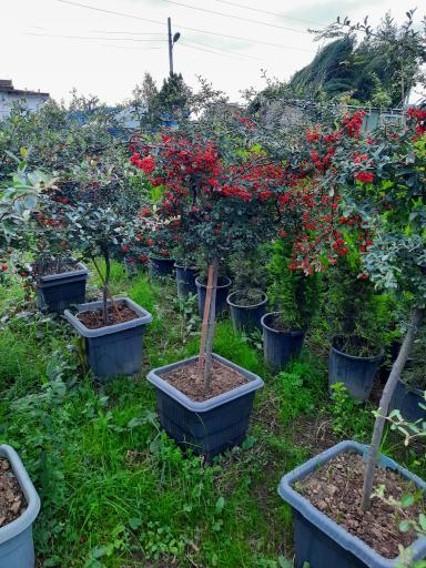 عکس پایانه گل و گیاه تنکابن