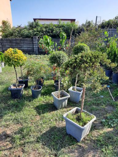 عکس پایانه گل و گیاه تنکابن