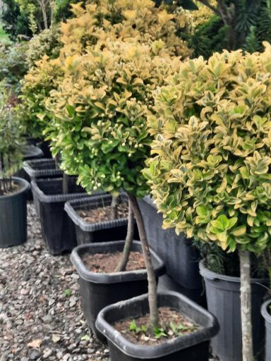 عکس پایانه گل و گیاه تنکابن