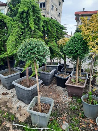 عکس پایانه گل و گیاه تنکابن