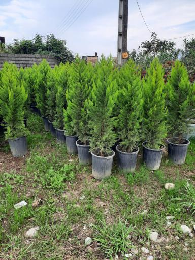 عکس پایانه گل و گیاه تنکابن