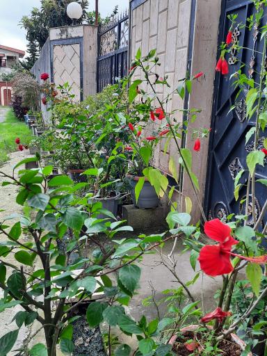 عکس پایانه گل و گیاه تنکابن