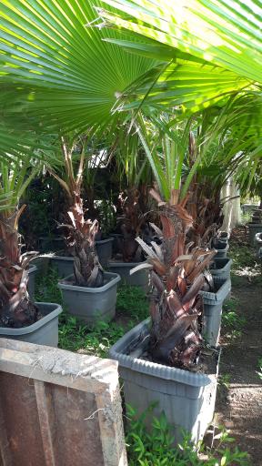 عکس پایانه گل و گیاه تنکابن