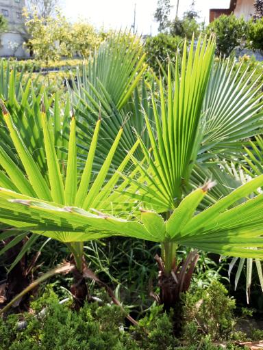 عکس پایانه گل و گیاه تنکابن