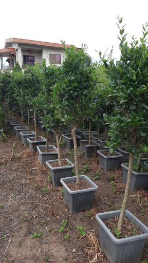 عکس پایانه گل و گیاه تنکابن