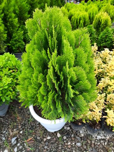 عکس پایانه گل و گیاه تنکابن