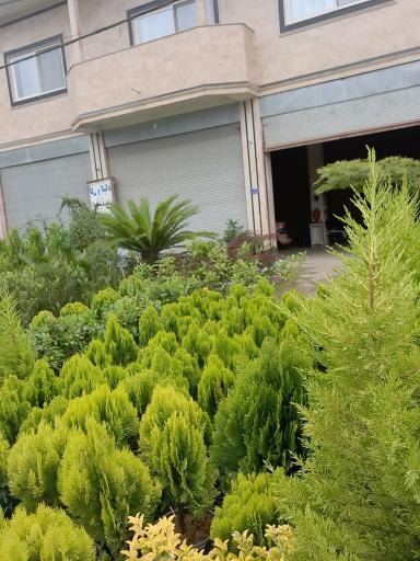 عکس پایانه گل و گیاه تنکابن