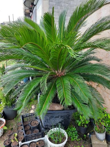 عکس پایانه گل و گیاه تنکابن