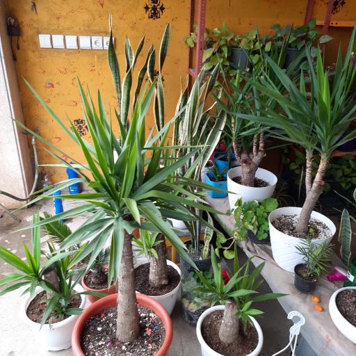 عکس پایانه گل و گیاه تنکابن