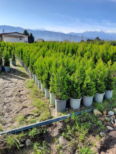 عکس پایانه گل و گیاه تنکابن