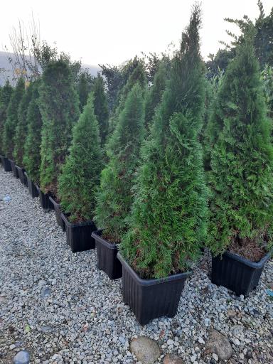 عکس پایانه گل و گیاه تنکابن