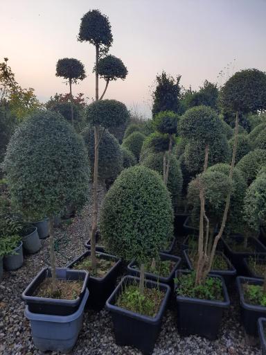 عکس پایانه گل و گیاه تنکابن