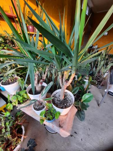 عکس پایانه گل و گیاه تنکابن