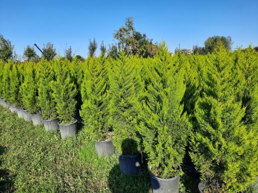 عکس پایانه گل و گیاه تنکابن