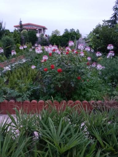 عکس پایانه گل و گیاه تنکابن