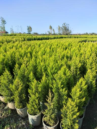 عکس پایانه گل و گیاه تنکابن