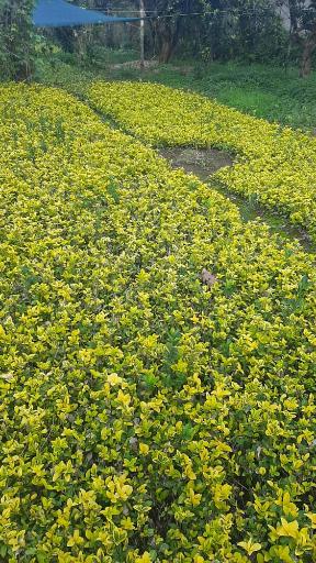 عکس پایانه گل و گیاه تنکابن