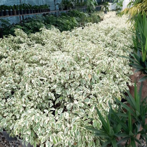 عکس پایانه گل و گیاه تنکابن