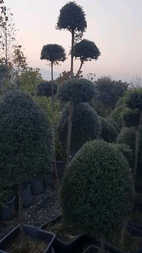 عکس پایانه گل و گیاه تنکابن